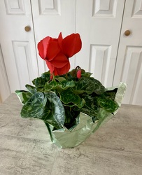 Cyclamen from Aladdin's Floral in Idaho Falls